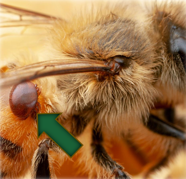 Illustration of Varroa mite on a bee